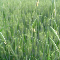 oat grass seeds