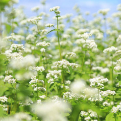 buckwheat seeds