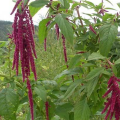 Grain Amaranth seeds