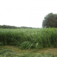 sudangrass seeds