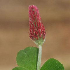 Trifolium incarnatum seeds