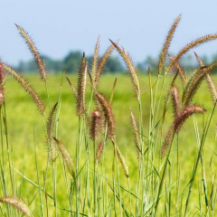 Chinese pennisetum seeds