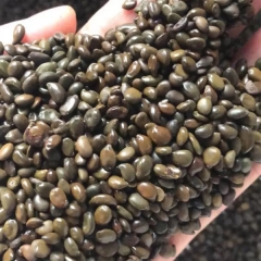 Cassia surattensis seeds/Senna surattensis seeds 1kg