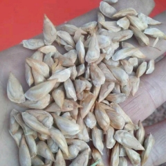 cedar seeds/Cedrus seeds