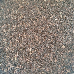 spruce seeds/dragon spruce seeds 1kg