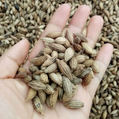 Osmanthus fragrans seeds/Osmanthus seeds 1kg