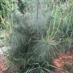Pinus massoniana seeds 1kg
