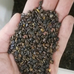 Robinia pseudoacacia seeds/Robinia seeds 1kg