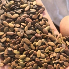 Acacia farnesiana seeds/Acacia seeds/Cassie seeds 1kg