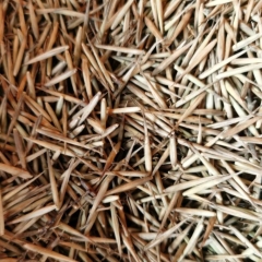 Phyllostachys nigra seeds/ Black bamboo seeds 1kg