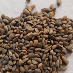 Pinus tabuliformis seeds/ Chinese pine seeds