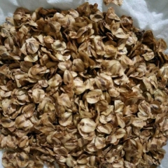 dawn redwood seeds/metasequoia seeds 1kg