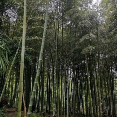 moso bamboo seeds/ Phyllostachys edulis seeds 1kg