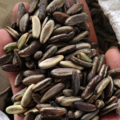 yellow Delonix regia seeds/Poinciana seeds 1kg