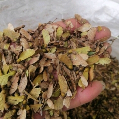 Acer buergerianum seeds/rident maple seeds 1kg