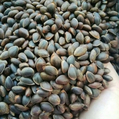 Pinus armandii Franch seeds/Pinus armandi seeds 1kg