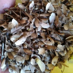 Acer palmatum seeds/Japanese maple seeds 1kg