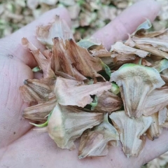 araucaria seeds/norfolk island pine seeds 1kg
