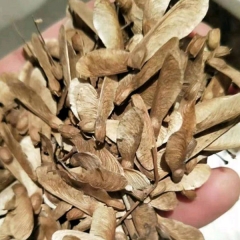 Acer serrulatum seeds/Green maple seeds 1kg
