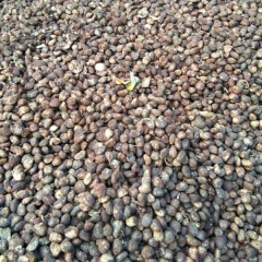 Vernicia fordii seeds/ tung tree seeds