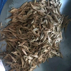 Sugar maple seeds/Acer saccharum Marsh seeds 1kg