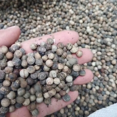 Deyeuxia langsdorffii seeds/Calamanrostis lanysdorffii seeds 1kg