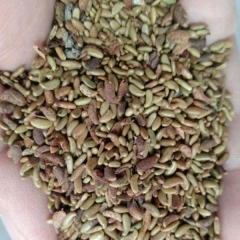 Amorpha fruticosa seeds/False Indigo seeds 1kg