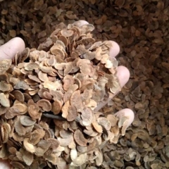 Schima superba/Schima wallichii choisy seeds 1kg