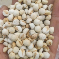 Sapium sebiferum seeds/Chinese tallow tree seeds 1kg