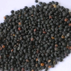 Dodonaea viscosa seeds/Hopbush seeds 1kg