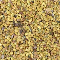 Crotalaria pallida seeds/Crotalaria mucronata seeds 1kg