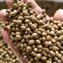 Pistacia weinmannifolia/yunnan pistache seeds 1kg