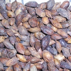 Terminalia mantaly seeds/Madagascar Almond seeds 1kg