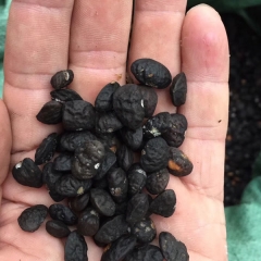 Michelia chapensis/Mchapensis seeds 1kg