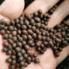 Koelreuteria paniculata seeds/Goldenrain tree seeds 1kg