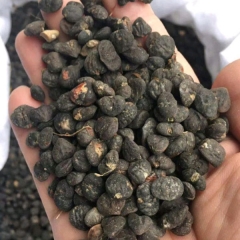 Michelia maudiae seeds 1kg