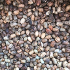 Phoenix canariensis seeds