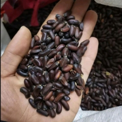 Chimonanthus praecox seeds/calyx canthus seeds 1kg