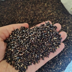 Distylium racemosum seeds/Distylium myricoides seeds 1kg