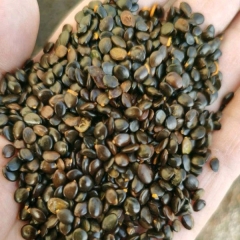 Acacia mangium seeds