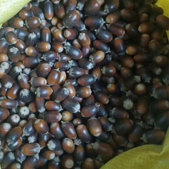 Cyclobalanopsis glauca seeds/Cyclobalanopsis oak seeds 1kg