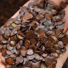 Cassia siamea/Siamese senna seeds 1kg