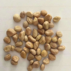 Dendrobenthamia hongkongensis seeds 1kg