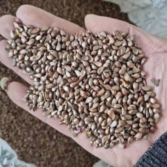 Malus micromalus/Malus robusta seeds 1kg