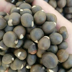 Xanthoceras sorbifolia seeds 1kg