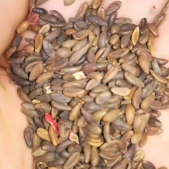 Berberis thunbergii seeds 1kg