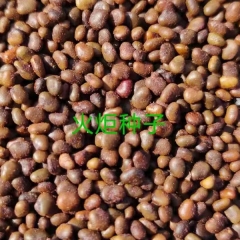 Rhus Typhina Nutt seeds 1kg