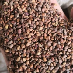 Cotinus coggygria Royal purple seeds 1kg