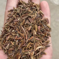 Lilac seeds/Syringa oblata seeds 1kg