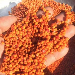 Schisandra chinensis seeds 1kg